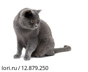 Серый кот породы шотландский на белом фоне. Стоковое фото, фотограф Ласточкин Евгений / Фотобанк Лори