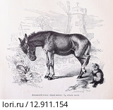 Домашний осёл (Equus asinus) - рисунок из книги А. Брэма "Жизнь животных" 1896г. Стоковая иллюстрация, иллюстратор Вера Смолянинова / Фотобанк Лори