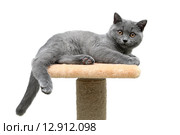 Котенок крупным планом на белом фоне. Стоковое фото, фотограф Ласточкин Евгений / Фотобанк Лори
