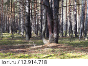 Искривленная сосна. Стоковое фото, фотограф Анатолий Матвейчук / Фотобанк Лори