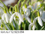 Подснежник Воронова (лат. Galanthus woronowii) крупным планом. Стоковое фото, фотограф Елена Коромыслова / Фотобанк Лори
