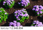 Агератум Гаустона (Ageratum houstonianum) Стоковое фото, фотограф Николай Коржов / Фотобанк Лори