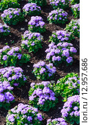 Агератум Гаустона (Ageratum houstonianum) Стоковое фото, фотограф Николай Коржов / Фотобанк Лори