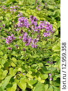 Цветы Stachys macrantha (C. Koch) Stearn - Чистец крупноцветковый (Буквица крупноцветковая) Стоковое фото, фотограф Валерия Попова / Фотобанк Лори