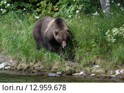 Камчатский бурый медведь (Ursus arctos piscator). Камчатский край. Стоковое фото, фотограф А. А. Пирагис / Фотобанк Лори