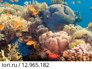 На коралловом рифе Красного моря. Стоковое фото, фотограф Игорь Дашко / Фотобанк Лори
