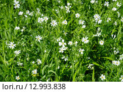 Звездчатка лесная, или дубравная (лат. Stellaria nemorum), фон. Стоковое фото, фотограф Елена Коромыслова / Фотобанк Лори