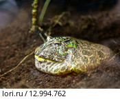 Horned frog. Стоковое фото, фотограф Сергей Пристяжнюк (Serg Zastavkin) / Фотобанк Лори