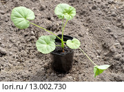 Рассада пеларгонии зональной (лат. Pelargonium zonale) перед посадкой в открытый грунт. Стоковое фото, фотограф Елена Коромыслова / Фотобанк Лори