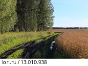 Размятая осенняя дорога вдоль пшеничного поля. Стоковое фото, фотограф Анатолий Матвейчук / Фотобанк Лори