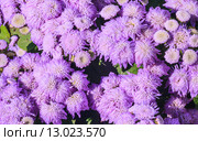 Агератум Гаустона (Ageratum houstonianum). Фон. Стоковое фото, фотограф Николай Коржов / Фотобанк Лори