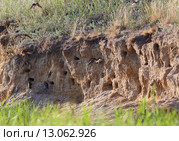 Обрывистый берег с гнездами береговой ласточки, или береговушки (Riparia riparia). Алтайский край. Стоковое фото, фотограф Григорий Писоцкий / Фотобанк Лори