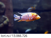 Разноцветные малавийские цихлиды. Аулонокара мультиколор (Aulonocara Multicolor) Стоковое фото, фотограф Евгений Ткачёв / Фотобанк Лори
