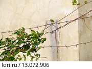 Колючая проволока на фоне стены желтого цвета. Стоковое фото, фотограф Александр Замараев / Фотобанк Лори