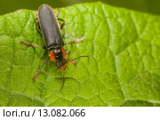 Жук пожарник (Cantharis fusca) на зеленом листе. Стоковое фото, фотограф Михаил Кочиев / Фотобанк Лори