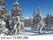 Зимний лес, ели в снегу Таганай, гора Круглица. Стоковое фото, фотограф Юрий Карачев / Фотобанк Лори