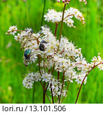Лабазник шестилепестной или таволга степная (Filipendula hexapetala Gilib). Цветы с жуками крупно. Стоковое фото, фотограф Евгений Мухортов / Фотобанк Лори