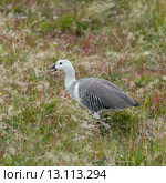 Magellan goose (Chloephaga picta) Стоковое фото, фотограф Keith Levit / Ingram Publishing / Фотобанк Лори
