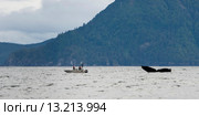 Whale with fishing boat in Pacific Ocean. Стоковое фото, фотограф Keith Levit / Ingram Publishing / Фотобанк Лори