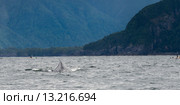 Whale surfacing in the Pacific Ocean. Стоковое фото, фотограф Keith Levit / Ingram Publishing / Фотобанк Лори