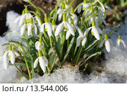 Подснежники Воронова (лат.Galanthus woronowii) Стоковое фото, фотограф Елена Коромыслова / Фотобанк Лори
