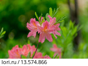 Рододендрон японский крупным планом (Rhododendron japonicum) Стоковое фото, фотограф Ольга Сейфутдинова / Фотобанк Лори