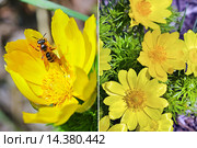 Адонис весенний (Adonis vernalis). Группа цветущих растений и одиночный цветок крупным планом. Стоковое фото, фотограф Евгений Мухортов / Фотобанк Лори
