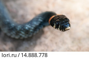 Уж обыкновенный (лат. Natrix natrix) Стоковое фото, фотограф Абрамова Ксения / Фотобанк Лори