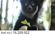 Лемур (Indri lemur) Стоковое видео, видеограф Михаил Дударев / Фотобанк Лори