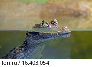 Крокодиловый кайман. Стоковое фото, фотограф Александр Замараев / Фотобанк Лори