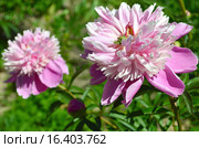 Пион Пинк Камео (лат. Pink Cameo) Стоковое фото, фотограф lana1501 / Фотобанк Лори