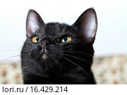 Черный кот смотрит вверх. Стоковое фото, фотограф Яна Королёва / Фотобанк Лори