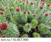 Родиола линейнолистная  (Rhodiola linearifolia), семейство Толстянковые. Стоковое фото, фотограф Заноза-Ру / Фотобанк Лори
