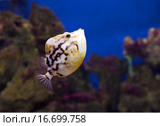 Рыбка- кузовок горбатый, верблюжья коровка. Стоковое фото, фотограф Галина Савина / Фотобанк Лори