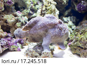 Рыба удильщик Painted frogfish (Eng) — Antennarius pictus (Lat) Стоковое фото, фотограф Галина Савина / Фотобанк Лори