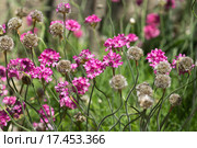 Армерия приморская — Armeria  maritima (Mill.) Willd. = Armeria vulgaris Willd. Стоковое фото, фотограф Наталья Гармашева / Фотобанк Лори