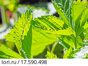 Земляника садовая или Земляника ананасная (Fragaria ananassa). Листья крупным планом с каплями росы. Стоковое фото, фотограф Евгений Мухортов / Фотобанк Лори