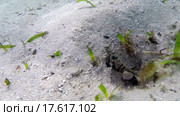 Раки и водоросли на дне моря. Стоковое видео, видеограф Гурьянов Андрей / Фотобанк Лори