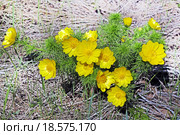 Адонис (Adonis) — род растений семейства Лютиковые (Ranunculaceae). Общий вид цветущего растения. Стоковое фото, фотограф Евгений Мухортов / Фотобанк Лори