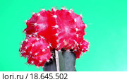 Кактус gymnocalycium mihanovichii variegata. Стоковое видео, видеограф Куликов Константин / Фотобанк Лори