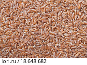 Спельта, или полба (Triticum spelta). Фактура. Стоковое фото, фотограф Алёшина Оксана / Фотобанк Лори