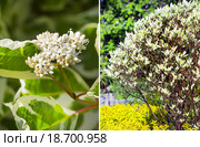 Декоративный садовый кустарник Дёрен белый (Cornus alba L.) Стоковое фото, фотограф Евгений Мухортов / Фотобанк Лори