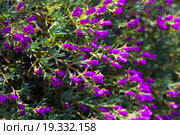 Ice-plant with flowers i. Стоковое фото, фотограф Яков Филимонов / Фотобанк Лори