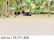 Камышница. Moorhen (Gallinula chloropus). Стоковое фото, фотограф Василий Вишневский / Фотобанк Лори