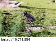 Камышница. Moorhen (Gallinula chloropus). Стоковое фото, фотограф Василий Вишневский / Фотобанк Лори