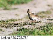 Жаворонок полевой. Skylark (Alauda arvensis). Стоковое фото, фотограф Василий Вишневский / Фотобанк Лори
