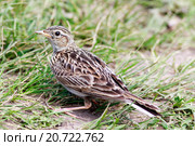 Жаворонок полевой. Skylark (Alauda arvensis). Стоковое фото, фотограф Василий Вишневский / Фотобанк Лори