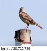 Жаворонок полевой. Skylark (Alauda arvensis). Стоковое фото, фотограф Василий Вишневский / Фотобанк Лори