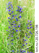 Синяк обыкновенный (Echium vulgare) — травянистое растение,вид рода Синяк семейства Бурачниковые (Boraginaceae) Стоковое фото, фотограф Евгений Мухортов / Фотобанк Лори