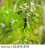 Купырь лесной (Anthriscus sylvestris) — двулетнее травянистое растение, вид рода Купырь (Anthriscus) семейства Зонтичные (Apiaceae). Дикорастущие растения Сибири. Стоковое фото, фотограф Евгений Мухортов / Фотобанк Лори